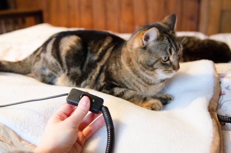 Cat laying on heated cat mat with controls