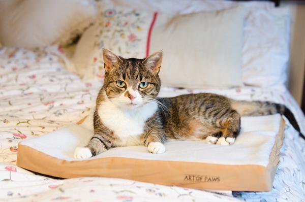 Cat laying on heated cat mat