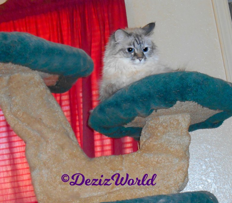 Dezi lays atop the Liberty cat tree