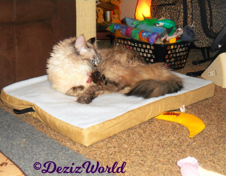Dezi takes a bath while laying on the heated cat mat