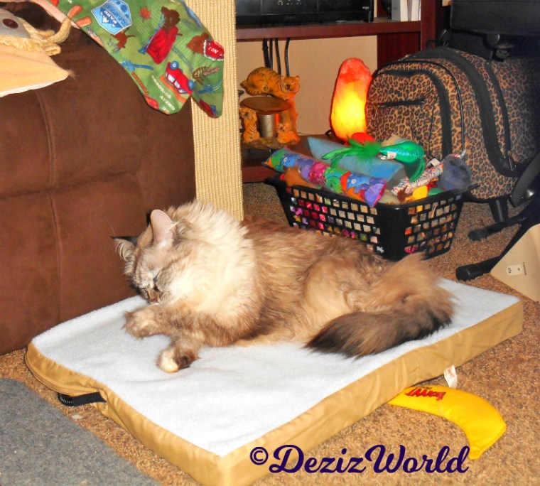 Dezi bathes while laying on the heated mat