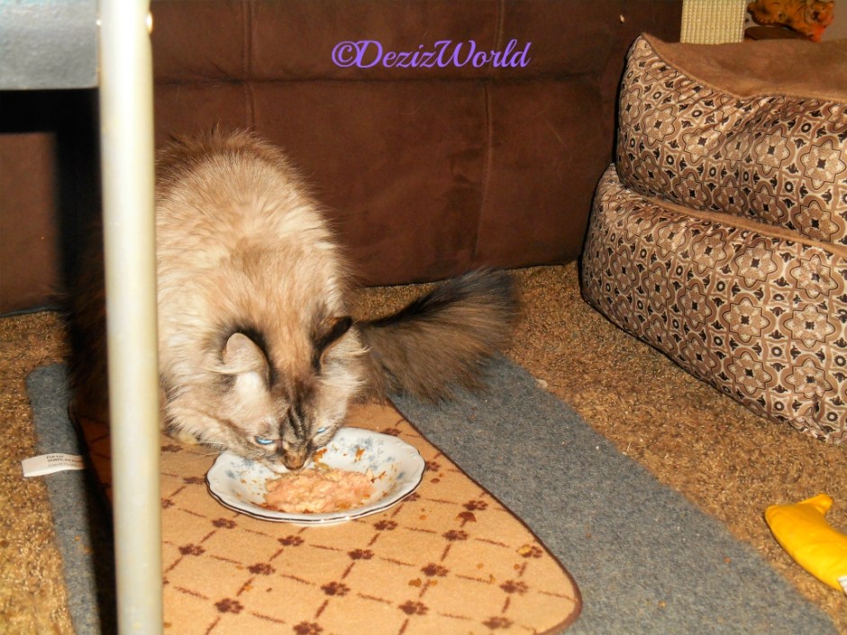 Dezi eats Weruva cat food