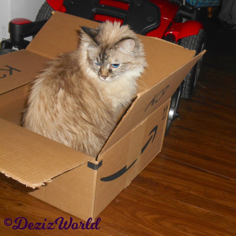 Dezi sits in box looking over her shoulder