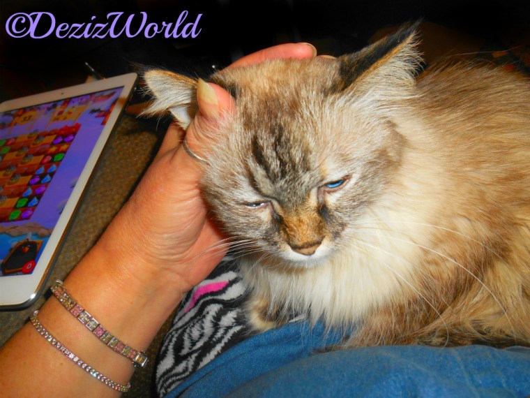 Dezi gets loving while laying in mommy's lap