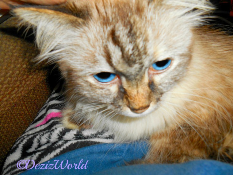 Dezi lays in mommy's lap getting loving,selfie