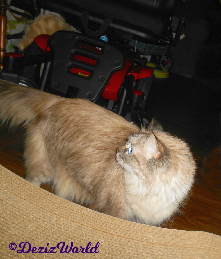 Dezi looks over her shoulder