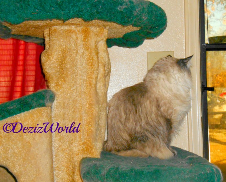 Dezi sits on cat tree and looks out door