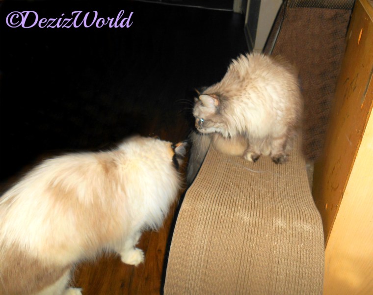 Dezi and Raena together