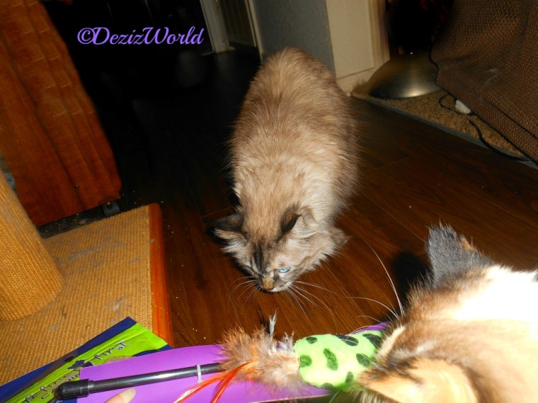 Dezi and Raena check out the tosy from Pipo