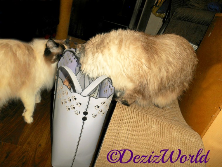 Dezi and Raena check out mommy's new purse sent by Valentine and Kerry