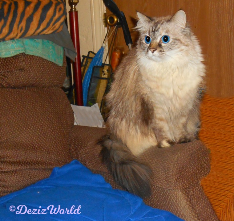 Dezi sits pretty on the chair arm