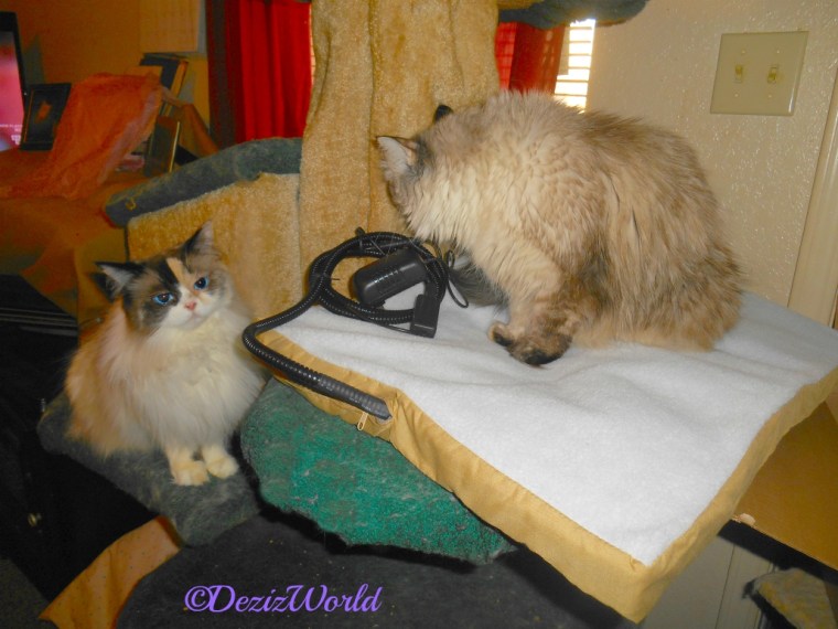 Dezi and Raena check out the new heating mat on the liberty cat tree