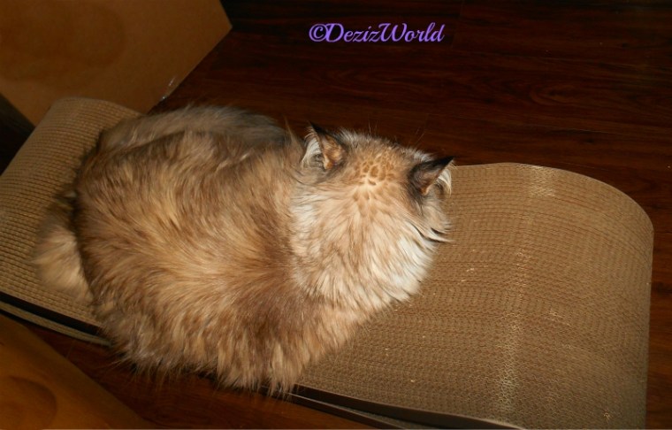 Dezi sleeps on cat scratcher