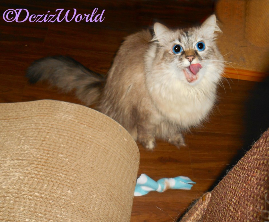 Dezi with mouth open over nip toy from Ellen