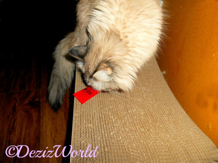 Dezi checks out the Lucas' PawPw Ointment