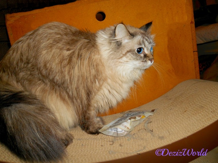 Dezi with treats from Pipo on cat scratcher
