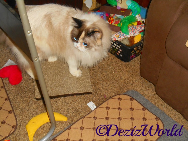 Raena on scratcher at toy box