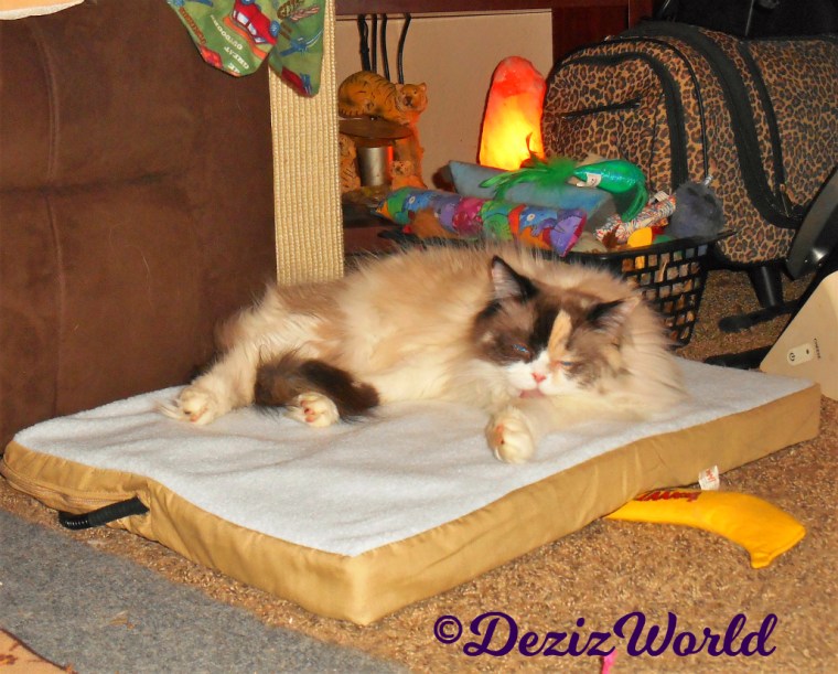 Raena bathes while laying on the heated mat