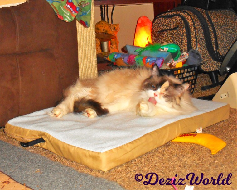 Raena bathes while laying on cat mat