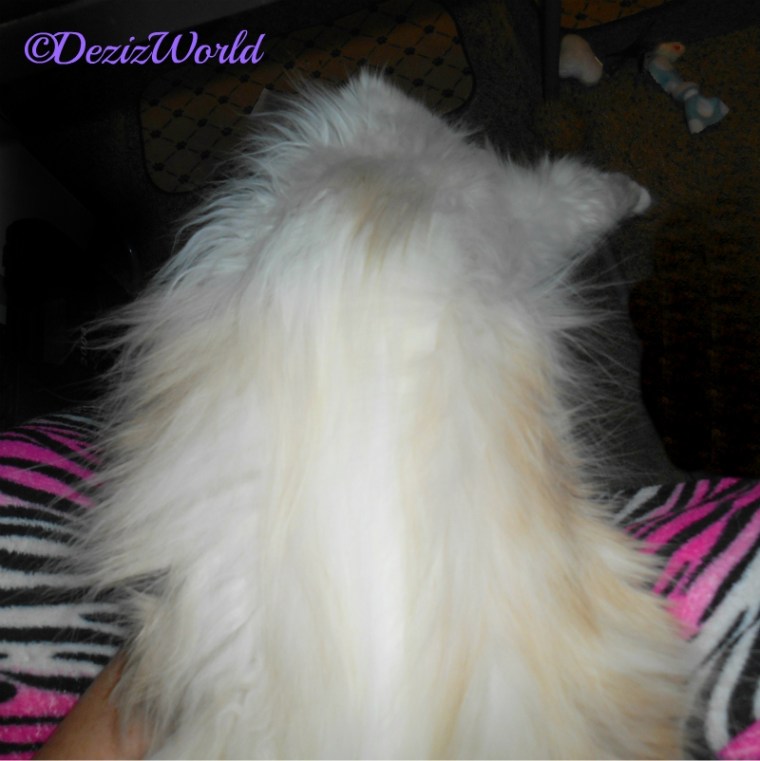 Raena stretches belly up on mommy's lap