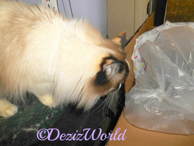 Raena checks out box from Valentine