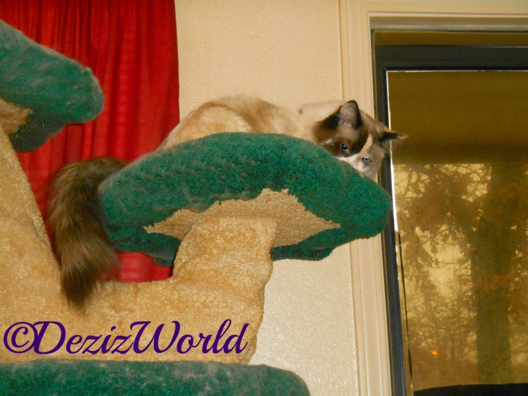 Raena lays on cat tree