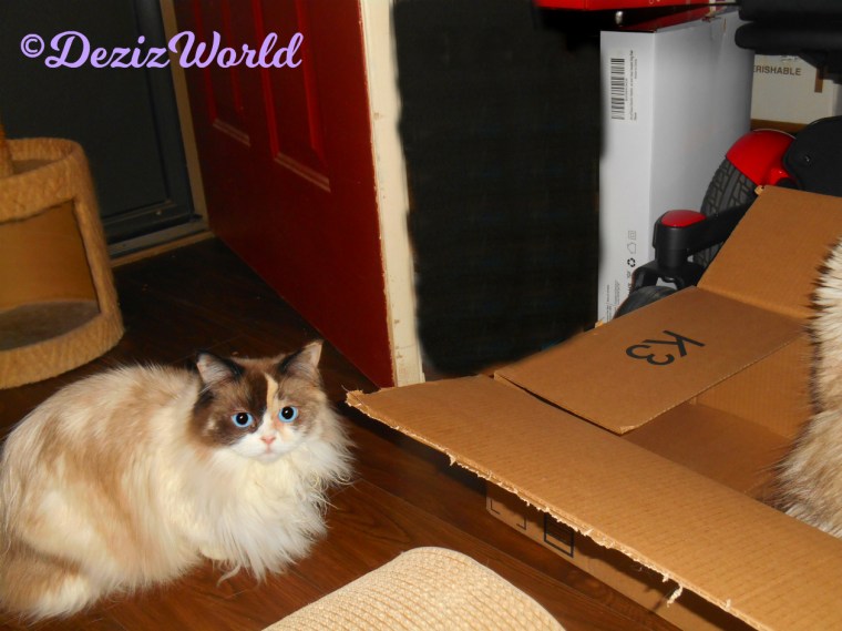 Raena lays beside box