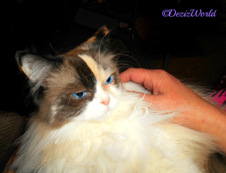 Raena gets loving while laying in mommy's lap