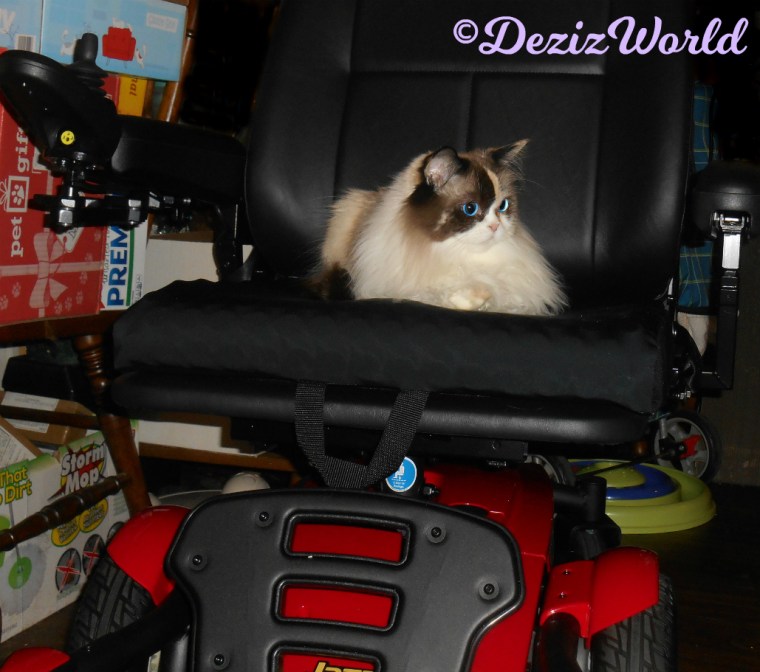 Raena lays in powerchair