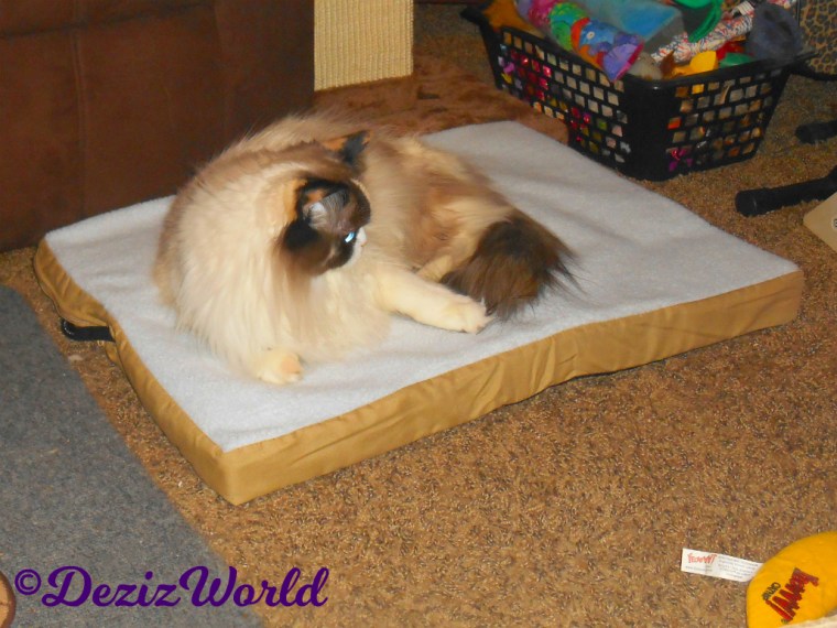 Raena lays on the Heated Pet Mat from Art of Paws