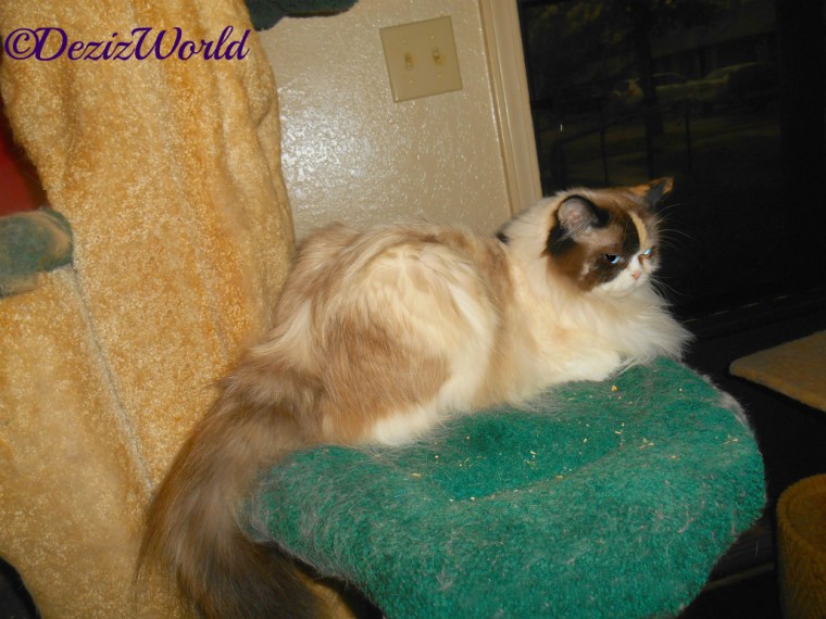 Raena lays on the Liberty Cat Tree