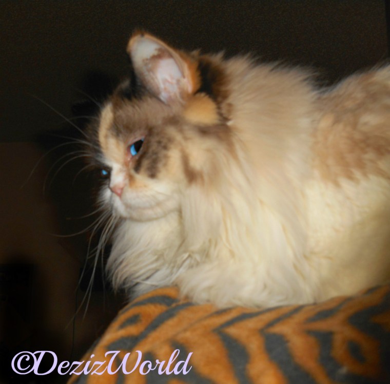 Raena lays on chair back, selfie