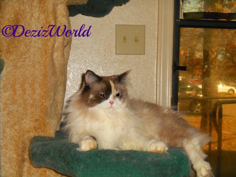 Raena lays on the Liberty cat tree