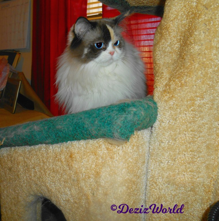 Raena lays on Liberty cat tree house