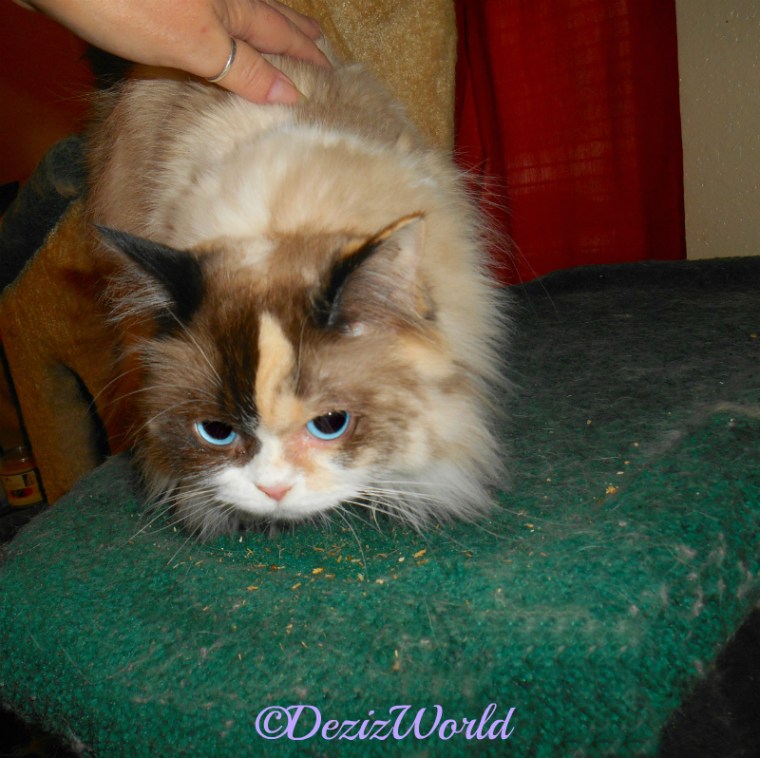 Raena gets love on the cat tree