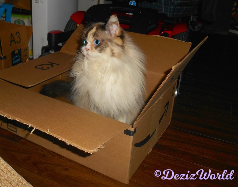 Raena's profile sitting in a box