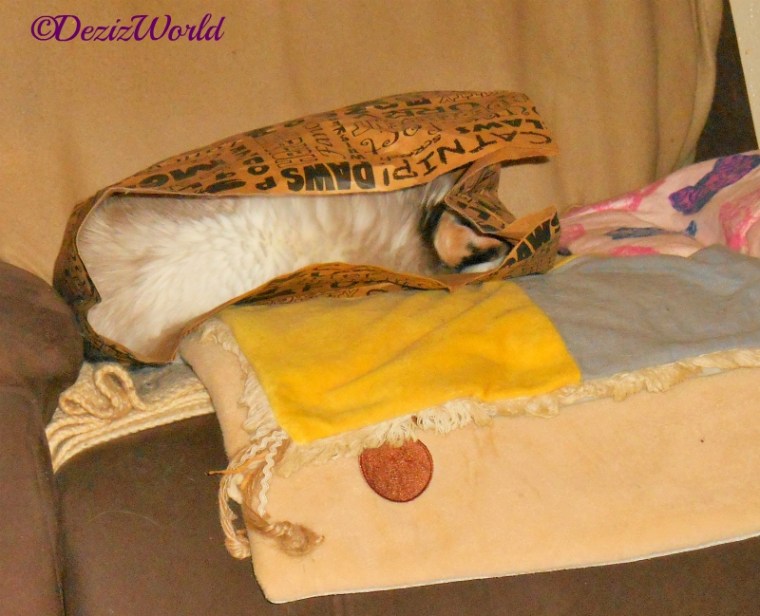 Raena sleeps in bag on chair