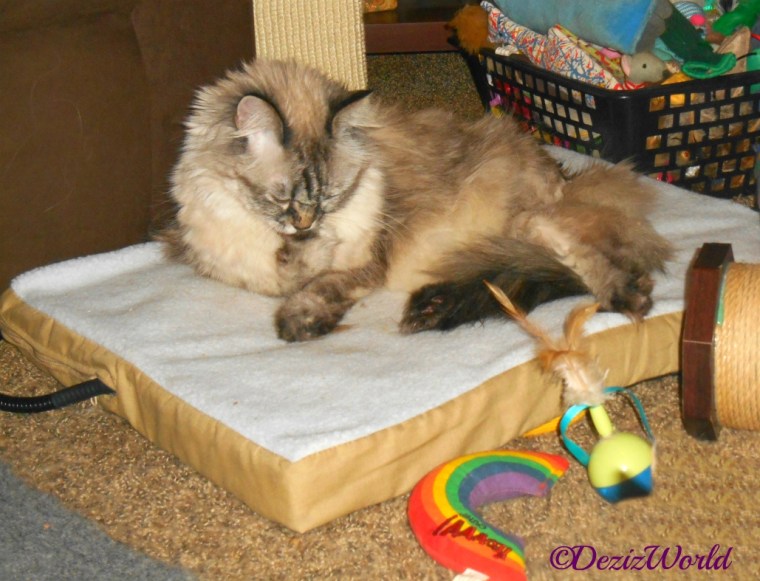 Dezi licks paw while laying on heated cat mat