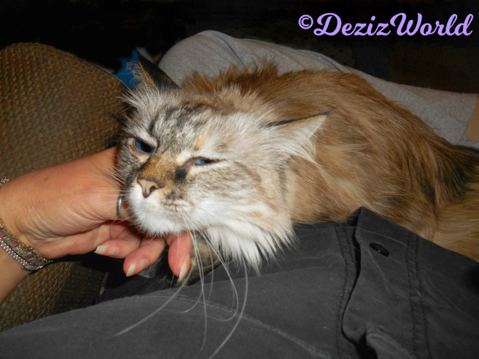 Dezi gets loving while laying in mommy's lap_selfie