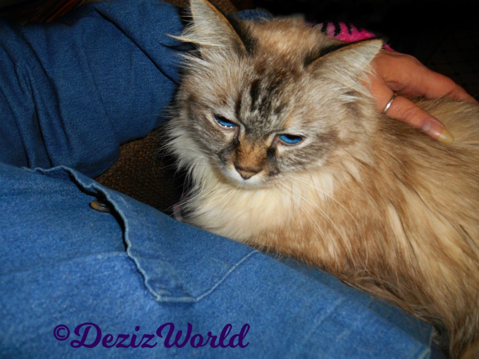 Dezi gets loving while laying in mommy's lap