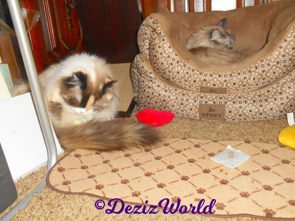 Raena bathes while Dezi lays in the cat beds behind her