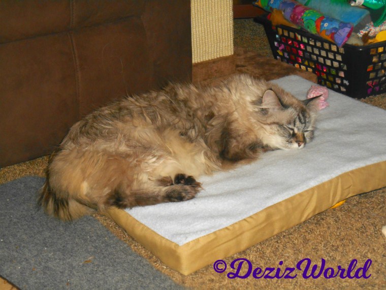 Dezi sleeps on heated cat mat