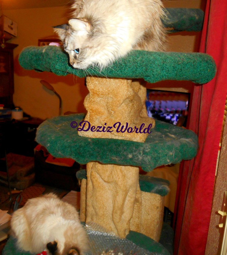 Dezi hangs over the edge of the liberty tree and looks down at Raena