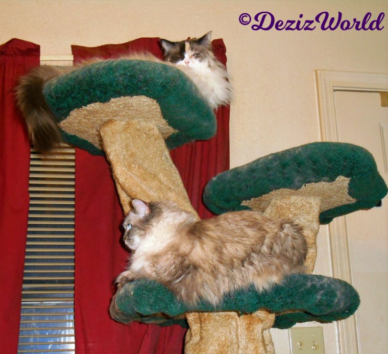 Dezi and Raena lay atop the Liberty cat tree