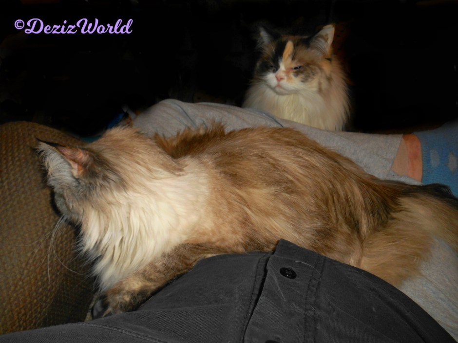 Dezi laying in mommy's lap and Raena standing on edge of chair looking up