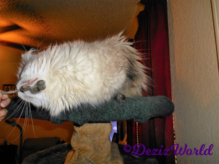 Dezi rubs against the Pussy Willow catkin