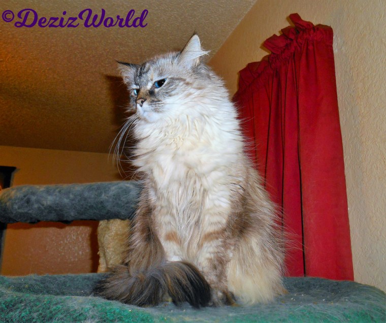 Dezi sits pretty atop the liberty cat tree