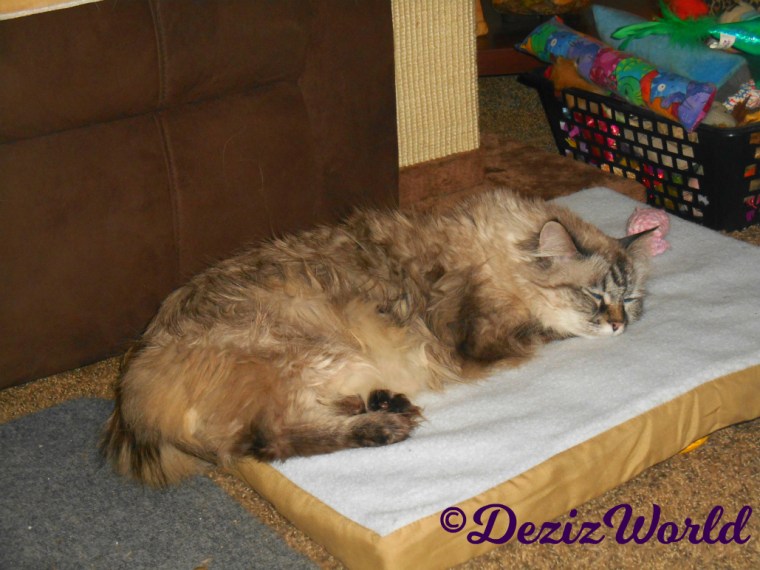 Dezi lays sleeping on the heated cat mat