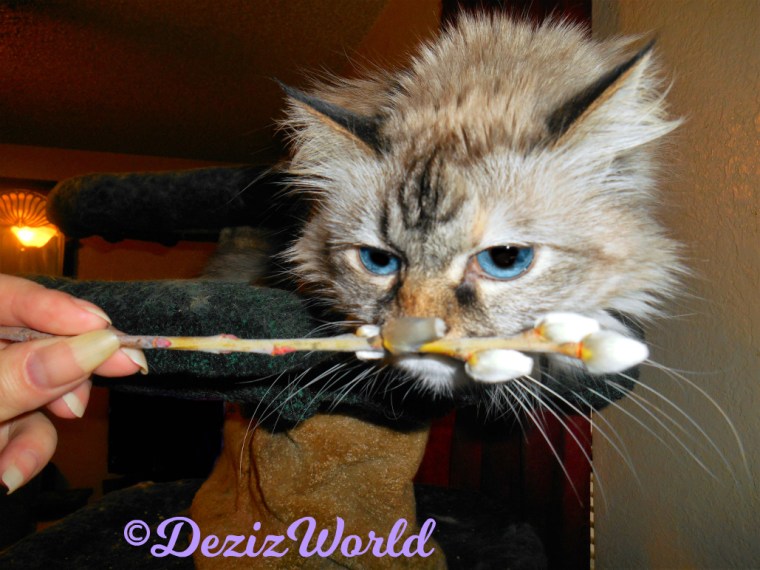 Dezi sniffs the catkins sent by awnty Ellen