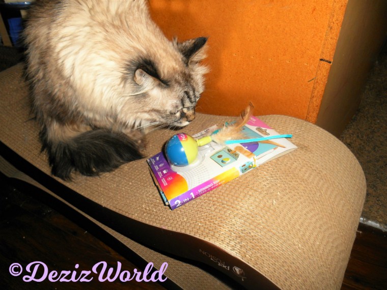 Dezi checks out the new spinner toy from Cindy